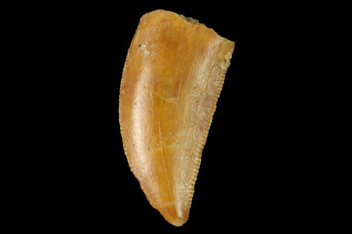 Serrated, Raptor Tooth - Real Dinosaur Tooth #158968